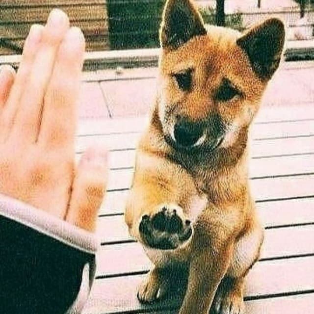 art-My Dog